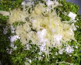 પાલક કચોરી પૂરી (Palak Kachori Poori Recipe In Gujarati) રેસીપી સ્ટેપ2ફોટો