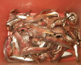 Foto del paso 1 de la receta: Boqueroncillos en vinagre a la imperial