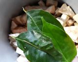 Foto langkah ke 3 dari resep Sayur Nangka.