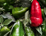 Foto del paso 3 de la receta: Pimientos de Padrón a las hierbas, en airfryer