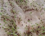 Foto del paso 1 de la receta: 🌱👩🏻‍🌾 Germinados en casa de Chía y lino