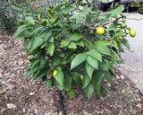 A picture of step 1 of California Farm Green Harissa Lemon Pepper Paste.