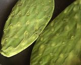 Foto del paso 2 de la receta: Nopales asados capeados en amaranto