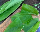 A picture of step 2 of Enduri Pitha - An Oriya Delicacy (Turmeric leaf infused dish).