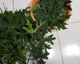 Foto langkah ke 1 dari resep Tumis Daun Pepaya Jepang.