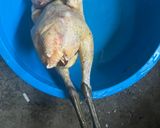 รูปขั้นตอนการทำที่ 1 ของ ไก่บ้านต้มโค๊ก