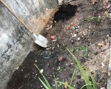 Hình bước làm 1 của món Nha đam đường phèn nhà làm