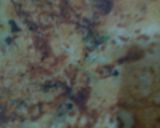 गोभी पराठा (gobhi paratha recipe in hindi) रेसिपी चरण 7 फोटो