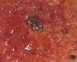 A picture of step 4 of Kathal sabzi.