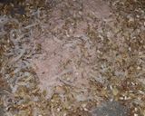 A picture of step 2 of Fennel seeds mukhwas.