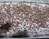 Foto del paso 5 de la receta: Pan Integral 🍞🥖