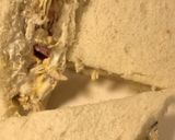 صورة لخطوة 6 من وصفة سندويشات 🥪