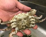 🦀彩椒滑蛋澎湖扁蟹🦀的食譜步驟1照片