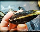Foto del passaggio 4 della ricetta Cozze Ripiene al Sugo - Senza Glutine -