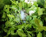 A picture of step 1 of Green chutney.
