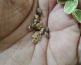 पनीर कलाकंद 🧈 रेसिपी चरण 5 फोटो