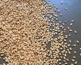 A picture of step 2 of Ragi coconut laddoos.