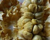 Foto langkah ke 1 dari resep Sanggar Cempedak Kalimantan, Sederhana dan Lezat.