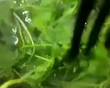 A picture of step 2 of Mustard leaves in Garlic sauce.