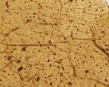 Φωτογραφία βήματος 4 της συνταγής Brownies με αβοκάντο και μέλι, υγιεινά και light