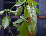 Foto del paso 5 de la receta: Pizza con albahaca