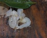 Foto langkah ke 2 dari resep Kangkung kuah kaldu udang.