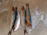 Sardinas a la plancha en papillote
