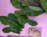 Foto langkah ke 2 dari resep Gulai Nangka Muda Pedas.