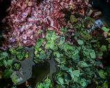 صورة لخطوة 1 من وصفة زعتر مشلتت