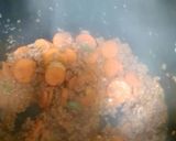 Foto del paso 7 de la receta Pimientos verdes rellenos sin gluten