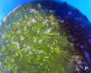 Cendol Buah Naga Mix Cincau - Step 1