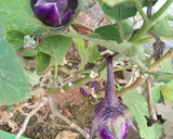 முருங்கைகாய் உருளைகிழங்கு 🥔கத்தரிக்காய்🍆 புளிகுழம்பு ரெசிபி ஸ்டேப் 3 புகைப்படம்