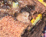 صورة لخطوة 4 من وصفة كيكة الكاكاو مع البرتقال 🤤