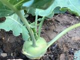 涼拌大頭菜