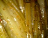 Foto del paso 2 de la receta: Pencas de acelga al escabeche 👏👏❤