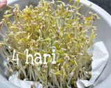Foto langkah ke 4 dari resep Membuat toge sendiri dirumah 🌾.