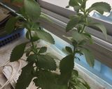Foto del paso 2 de la receta: Agua Saborizada Naranja