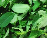 Hình bước làm 3 của món Canh Rau Ngót Nấu Hến