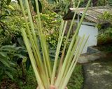 Foto langkah ke 1 dari resep Lemongrass Tea / Teh Sereh.