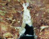 Foto del paso 4 de la receta: Tortilla de papas con Queso