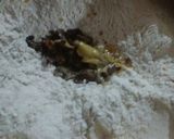 Foto del paso 4 de la receta: Pancitos saborizados con chicharrón