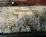 Foto del paso 7 de la receta: Achojcha rellenas
