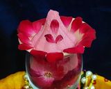 A picture of step 4 of Rose paneer modak.