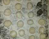 Foto del paso 4 de la receta: Pizzetas con bollos de 35, 40, 45 y 50 gr