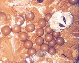 صورة لخطوة 4 من وصفة كيكة شوكولاتة 🎂