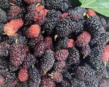 صورة لخطوة 1 من وصفة مربي التوت الاسود Blackberry Marmalade