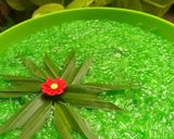 Foto langkah ke 11 dari resep Ketan salak a.k.a wajik pandan.