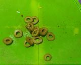 Foto del paso 3 de la receta: Pasta a la puttanesca muy rica