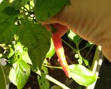 Foto langkah ke 1 dari resep Sambal Terong Tongkol Suwir.