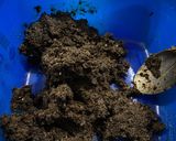 Foto del paso 1 de la receta: Trufas de oreo